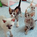 2ヶ月くらいのきょうだいです