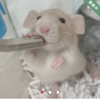 Sammy（五月雨）