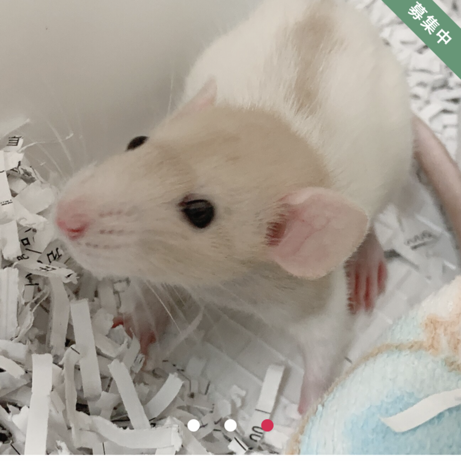 Sammy（五月雨）のカバー写真