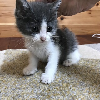 4兄弟の仔猫ちゃん♪