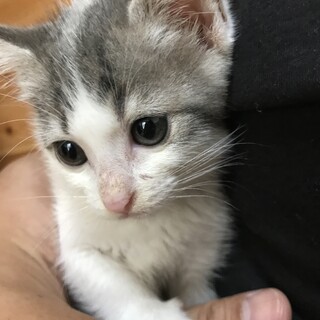 4兄弟の仔猫ちゃん♪