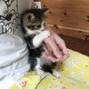 4兄弟の仔猫ちゃん♪ サムネイル2