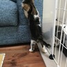 4兄弟の仔猫ちゃん♪ サムネイル3