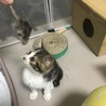 4兄弟の仔猫ちゃん♪ サムネイル6