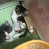 4兄弟の仔猫ちゃん♪ サムネイル7