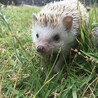 かなじゅんます