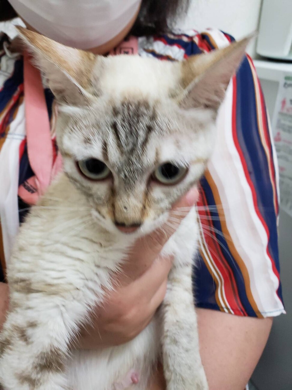 シャムミックス風デレデレ美人猫 大阪府 猫の里親募集 ペットのおうち 月間利用者150万人