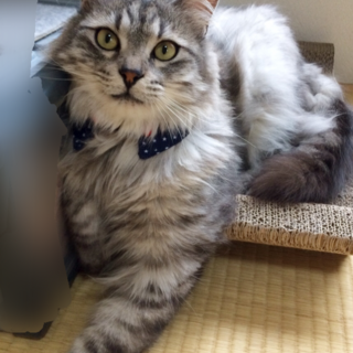 人馴れ、性格抜群に良し◎猫界のイケメン ぐれこ♂