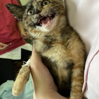 【代理投稿】甘えん坊の美猫ちゃん