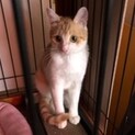 茶白の男の子　里親さん決定!!