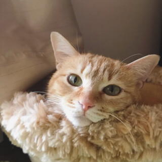 ころころしたおっとり系 茶トラ女子『きなこちゃん』