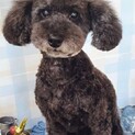 トイプードル♂ジョシュア　推定7～8歳
