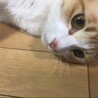 の写真