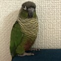 ウロコインコの幼鳥の里親様募集