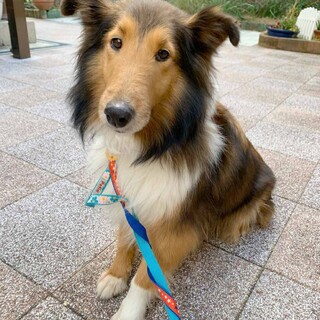 【里親決定】ひっつきもっつきの甘えん坊シェルティ