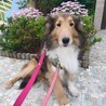 【里親決定】ひっつきもっつきの甘えん坊シェルティ サムネイル2