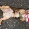 【里親決定】ひっつきもっつきの甘えん坊シェルティ サムネイル3