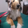 【里親決定】ひっつきもっつきの甘えん坊シェルティ サムネイル4