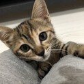 C-uteなキジトラ仔猫 お話中