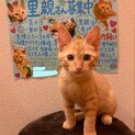 生後2.5ヶ月〜3ヶ月　♂ 茶トラ　里親さん募集