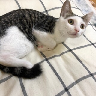 ☆かわいいこねこちゃん☆