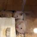 キンクマ   の赤ちゃん