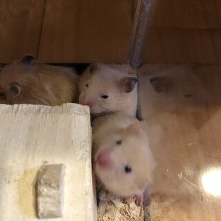 キンクマ   の赤ちゃん