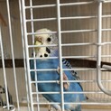 セキセイインコ　手乗り