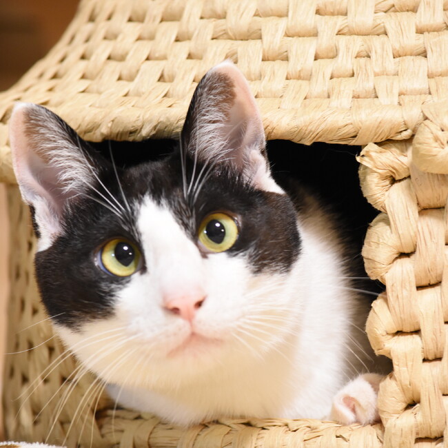 NPO法人 ノラお助け隊福の音のカバー写真