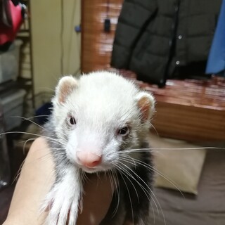 フェレット♂の里親さん募集中です