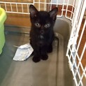 【子猫二ヶ月】里親募集