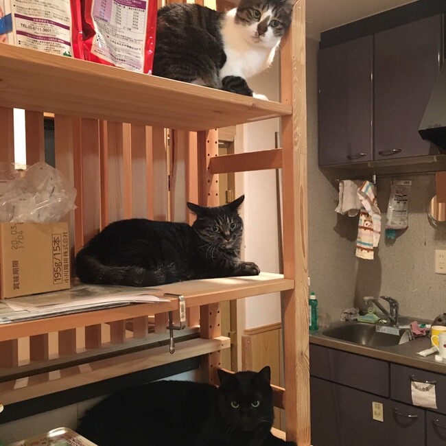 Neko Arukiのカバー写真