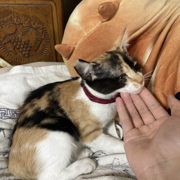 ゴロゴロ