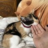 ゴロゴロ