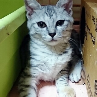 生後約3ヶ月☆アメショ風(?)女の子♪