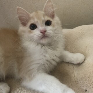 再募集　超美形の長毛ミルクティーのマリス　