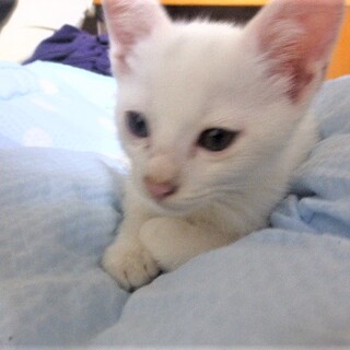 生後２ヶ月♂白猫