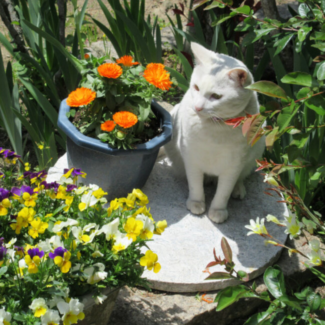 チビしろママのカバー写真