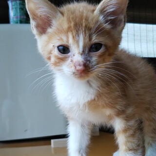 超甘えん坊な男の子