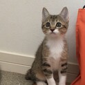 とっても可愛いキジシロちゃんです☆