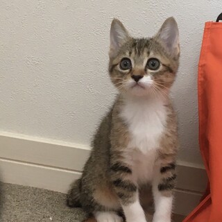 とっても可愛いキジシロちゃんです☆