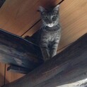 キジトラ美人1歳半雌猫の里親になってください。