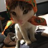 の写真