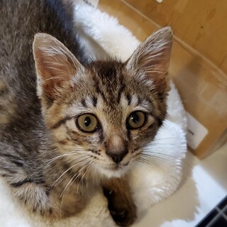 1匹で数日間ウロウロ、ペコちゃんは頑張りやさん