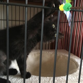 遊ぶの大好き黒チビちゃん！