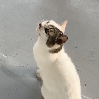 雑種のメス　スリゴロで飼いやすいです