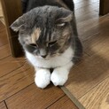スコティッシュフォールド女の子5歳　里親の募集です