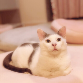 フレンドリーなサーガ