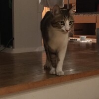 ジジ