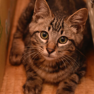 ゴージャスなアメショー柄なボロコリくん